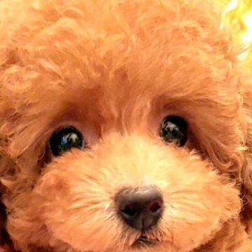 タイニープードル【大阪府・女の子・2025年8月31日・レッドフォーン  (レッド)】の写真「遺伝子3項目発症なしチャンピオン血筋の可愛い女の子」