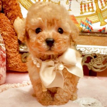 トイプードル(ティーカップ)【大阪府・女の子・2025年10月26日・オレンジフォーン  (アプリコット)】の写真「遺伝子3項目発症なし！パパはJKCチャンピオンです」