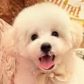 タイニープードル