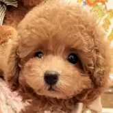 タイニープードル