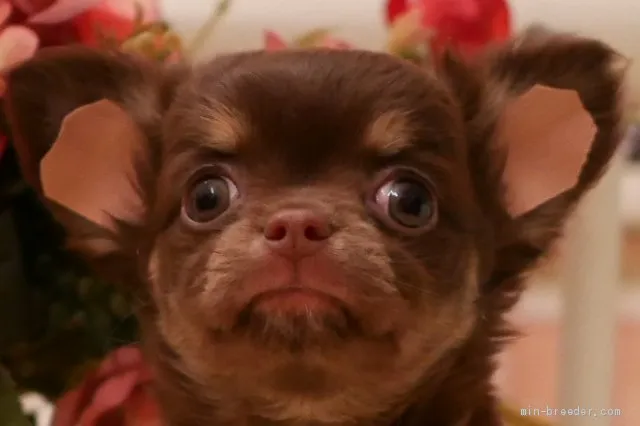 ID：1912-00184の子犬