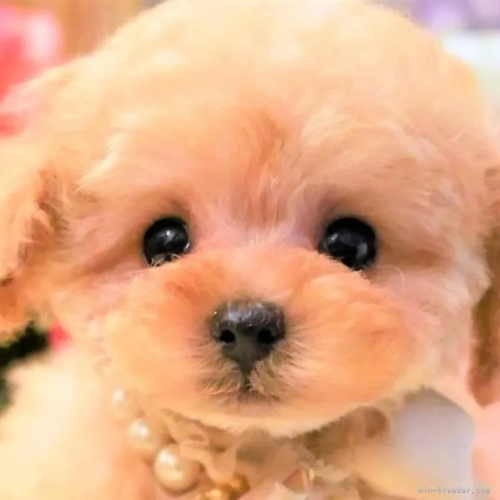 ID:2301-01304の子犬