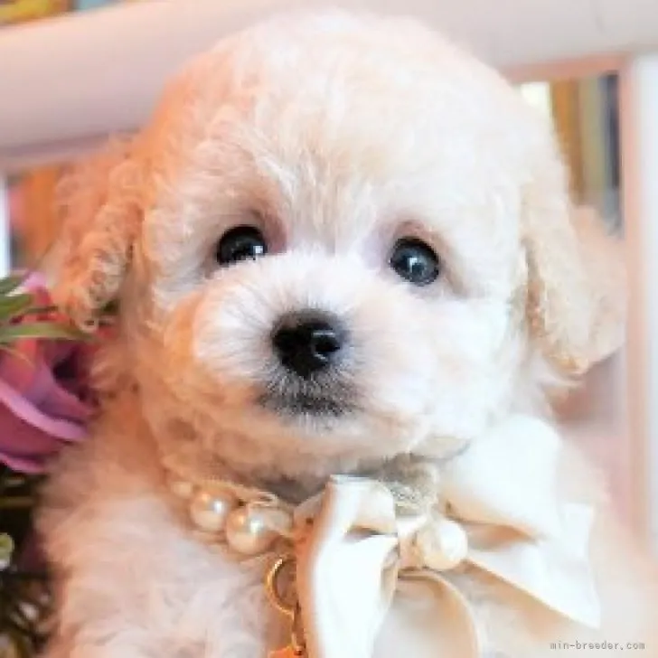 ID：2307-03696の子犬