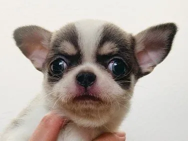 ID：1904-01931の子犬