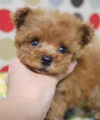 ID:1608-01644の子犬