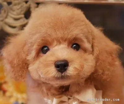 ID：1806-01907の子犬