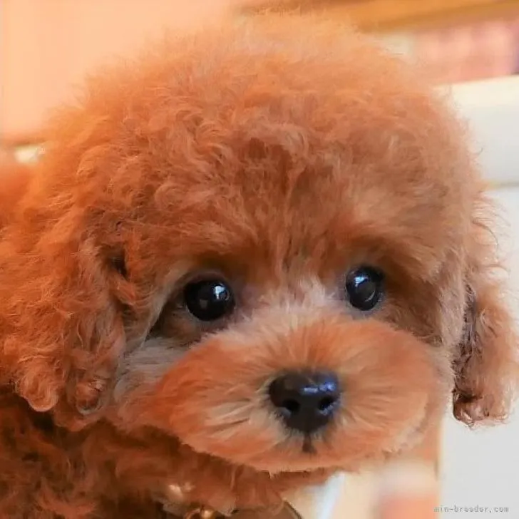 ID:2209-03118の子犬