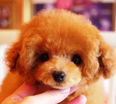 ID：1604-01406の子犬
