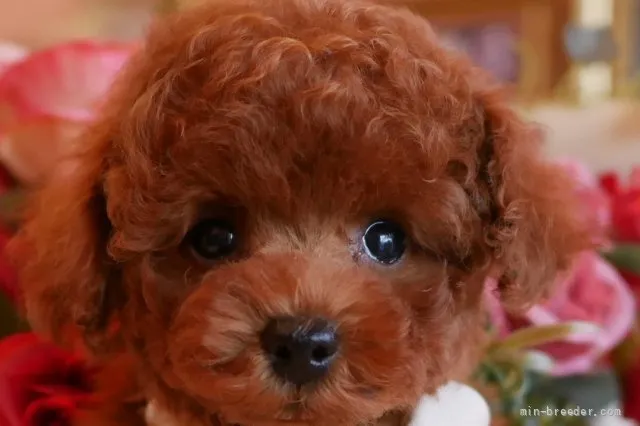 ID：2109-03870の子犬