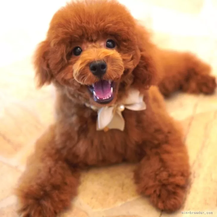 ID:2407-06811の子犬