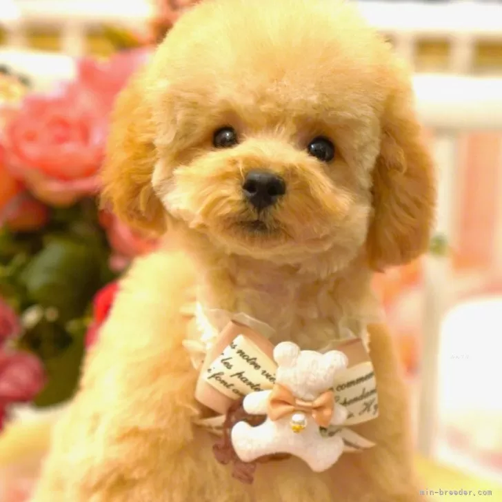 ID:2401-04865の子犬