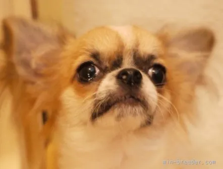 ID:1507-01551の子犬