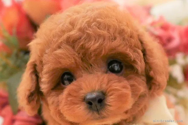 ID：2112-01315の子犬