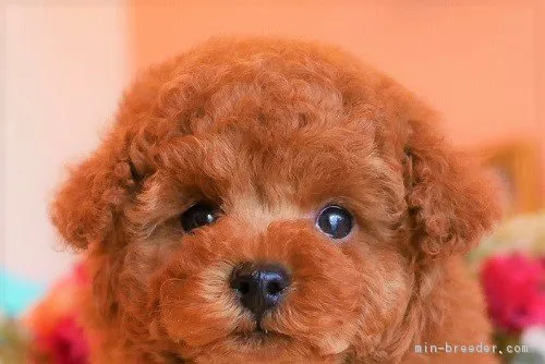 ID：1904-00366の子犬