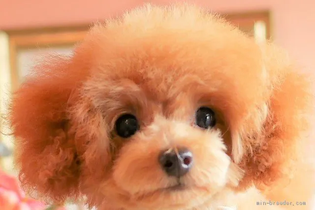 ID：2106-02461の子犬