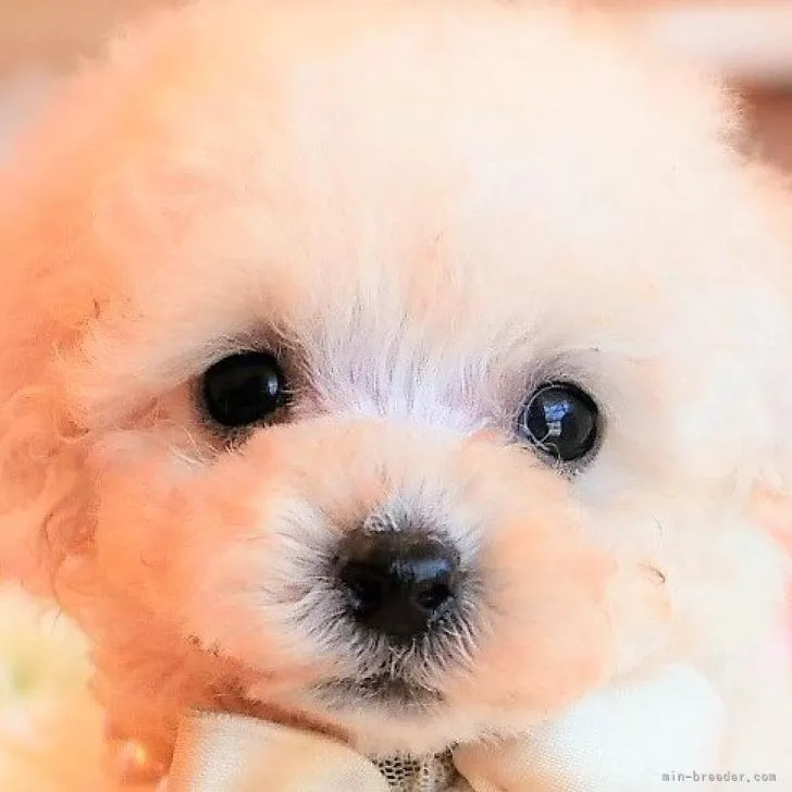 ID：2210-03670の子犬
