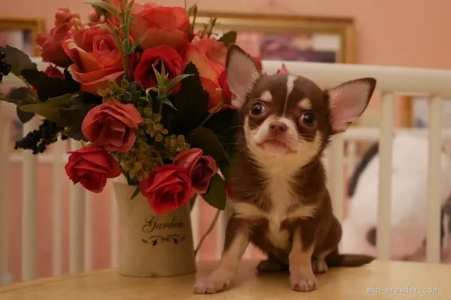 ID:1908-03414の子犬