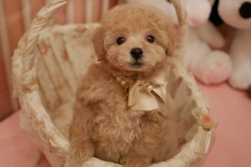 トイプードル(トイ)【大阪府・女の子・2018年11月6日・クリーム】の写真「PRA発症致しません。チャンピオン直子で血統優秀」