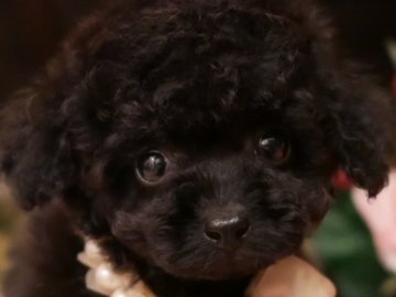 トイプードル(ティーカップ)【大阪府・男の子・2019年2月24日・ブラック】の写真「PRA発症致しません。ティーカップ予想の可愛い僕」