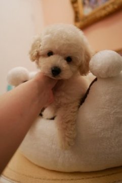 トイプードル(トイ)【大阪府・男の子・2018年4月25日・ホワイト】の写真「パパ４カ国チャンピオン！ママＪＫＣチャンピオン」