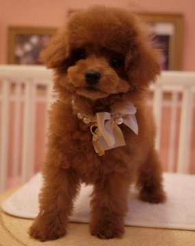 トイプードル(タイニー)【大阪府・男の子・2013年9月26日・レッド】の写真「成犬時２㌔程度の小ぶりサイズ予想。お顔も性格も抜群です。」