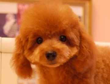 トイプードル(タイニー)【大阪府・男の子・2015年8月3日・レッド】の写真「チャンピオン血統！性格お顔とっても可愛いです」