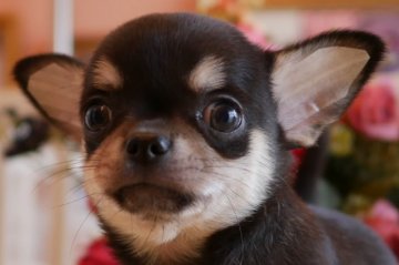 チワワ(スムース)【大阪府・男の子・2020年3月25日・ブラックタン&クリーム】の写真「可愛いお顔のスムース男の子」