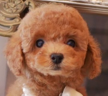 トイプードル(タイニー)【大阪府・女の子・2018年4月29日・レッド】の写真「パパはＪＫＣチャンピオンです！」