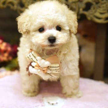 トイプードル(トイ)【大阪府・男の子・2023年12月14日・ホワイト】の写真「PRA発症致しません。チャンピオン血筋の可愛い子♪」