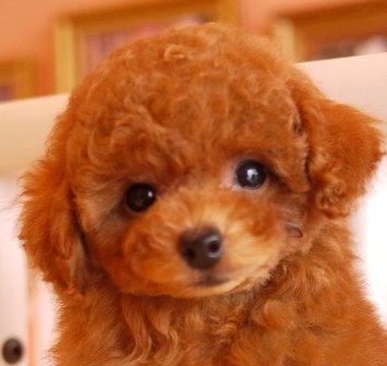 トイプードル(トイ)【大阪府・男の子・2015年4月19日・レッド】の写真「大きなお目目に短いマズルとっても可愛いです」