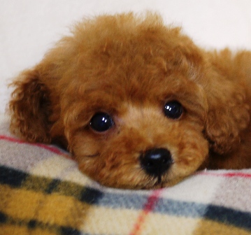 トイプードル(トイ)【大阪府・男の子・2016年8月10日・レッド】の写真「パパはＪＫＣチャンピオン！血統優秀です」