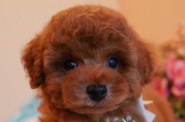 トイプードル(トイ)【大阪府・男の子・2019年6月13日・レッド】の写真「PRA発症致しません。お顔の可愛い僕♪」