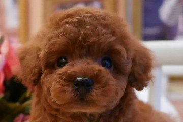 トイプードル(トイ)【大阪府・男の子・2018年12月22日・レッド】の写真「PRA発症致しません。お顔の可愛い僕です」