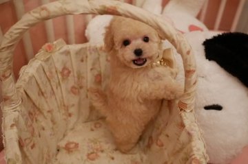 トイプードル(タイニー)【大阪府・男の子・2018年10月25日・クリーム】の写真「PRA発症致しません。小振りでお顔の可愛い僕です」