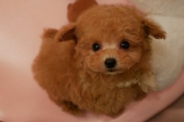 トイプードル(ティーカップ)【大阪府・男の子・2018年10月19日・アプリコット(薄めのレッド)】の写真「PRA発症致しません。ティーカップ予想の可愛い僕」