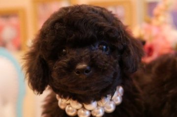トイプードル(トイ)【大阪府・男の子・2020年2月23日・ブラック】の写真「PRA発症致しません。お顔の可愛いブラック君♪」