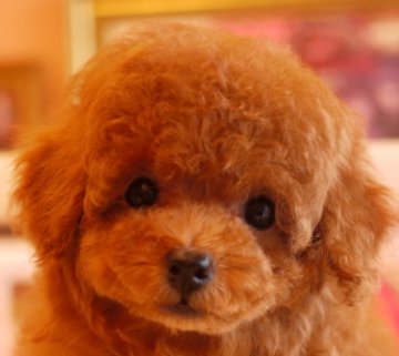 トイプードル(ティーカップ)【大阪府・女の子・2016年8月7日・レッド】の写真「パパはＪＫＣチャンピオン！」