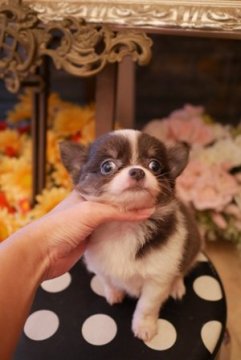 チワワ(ロング)【大阪府・男の子・2018年4月14日・ブルータン&ホワイト イザベラ】の写真「可愛いお顔の僕です！」