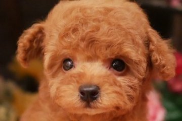 トイプードル(ティーカップ)【大阪府・男の子・2019年1月23日・レッド】の写真「PRA発症致しません。お顔の可愛い僕です」