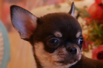 チワワ(スムース)【大阪府・男の子・2020年3月25日・ブラックタン&クリーム】の写真「可愛いインパクトあるお顔のスムース男の子」