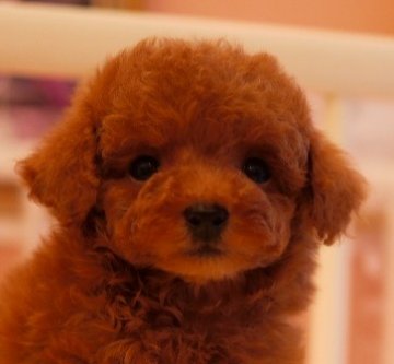 トイプードル(ティーカップ)【大阪府・男の子・2014年4月18日・レッド】の写真「血統優秀！お顔・性格・毛量抜群です」