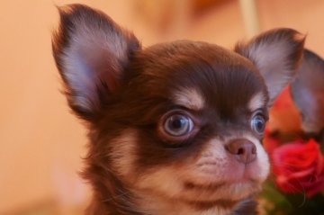 チワワ(ロング)【大阪府・男の子・2020年3月25日・チョコタン&クリーム】の写真「チョコクリの可愛い男の子」