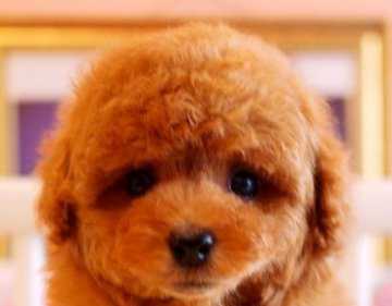 トイプードル(タイニー)【大阪府・男の子・2016年2月17日・レッド】の写真「パパはＪＫＣチャンピオン！！」