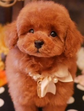 トイプードル(トイ)【大阪府・女の子・2018年4月29日・レッド】の写真「パパはＪＫＣチャンピオンです！」