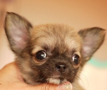 チワワ(ロング)【大阪府・男の子・2015年5月29日・フォーン】の写真「お目目クリクリな小ぶりな僕です」