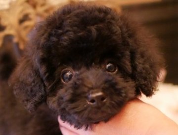 トイプードル(トイ)【大阪府・男の子・2017年9月11日・ブラック】の写真「愛嬌たっぷりな僕です」