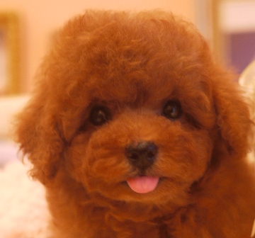 トイプードル(トイ)【大阪府・女の子・2016年8月7日・レッド】の写真「パパはＪＫＣチャンピオン！血統優秀です」