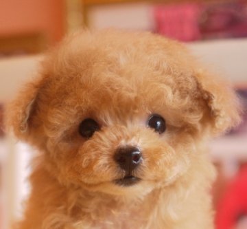 トイプードル(ティーカップ)【大阪府・女の子・2016年4月27日・アプリコット】の写真「パパはチャンピオン！血統優秀です」