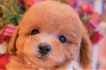 トイプードル(タイニー)【大阪府・男の子・2021年6月27日・アプリコット】の写真「PRA発症致しません。お顔の可愛い男の子♪」