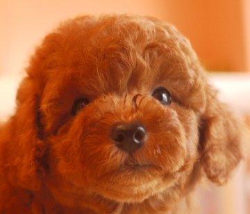 トイプードル(トイ)【大阪府・男の子・2016年8月7日・レッド】の写真「パパはチャンピオン！！毛量ものすごいです」